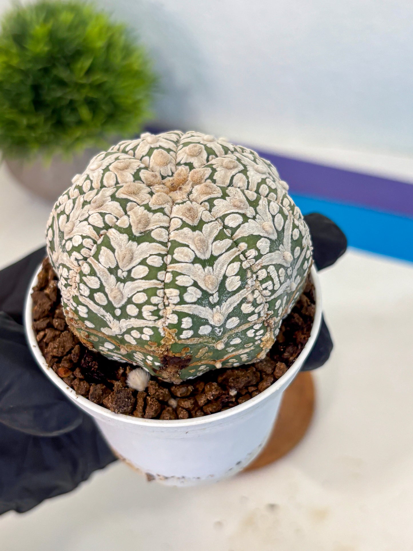 Astrophytum V Type (at5) (12) |  Sea urchin cactus