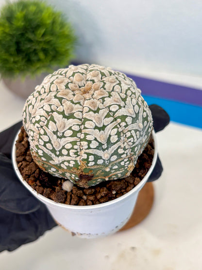Astrophytum V Type (at5) (12) |  Sea urchin cactus