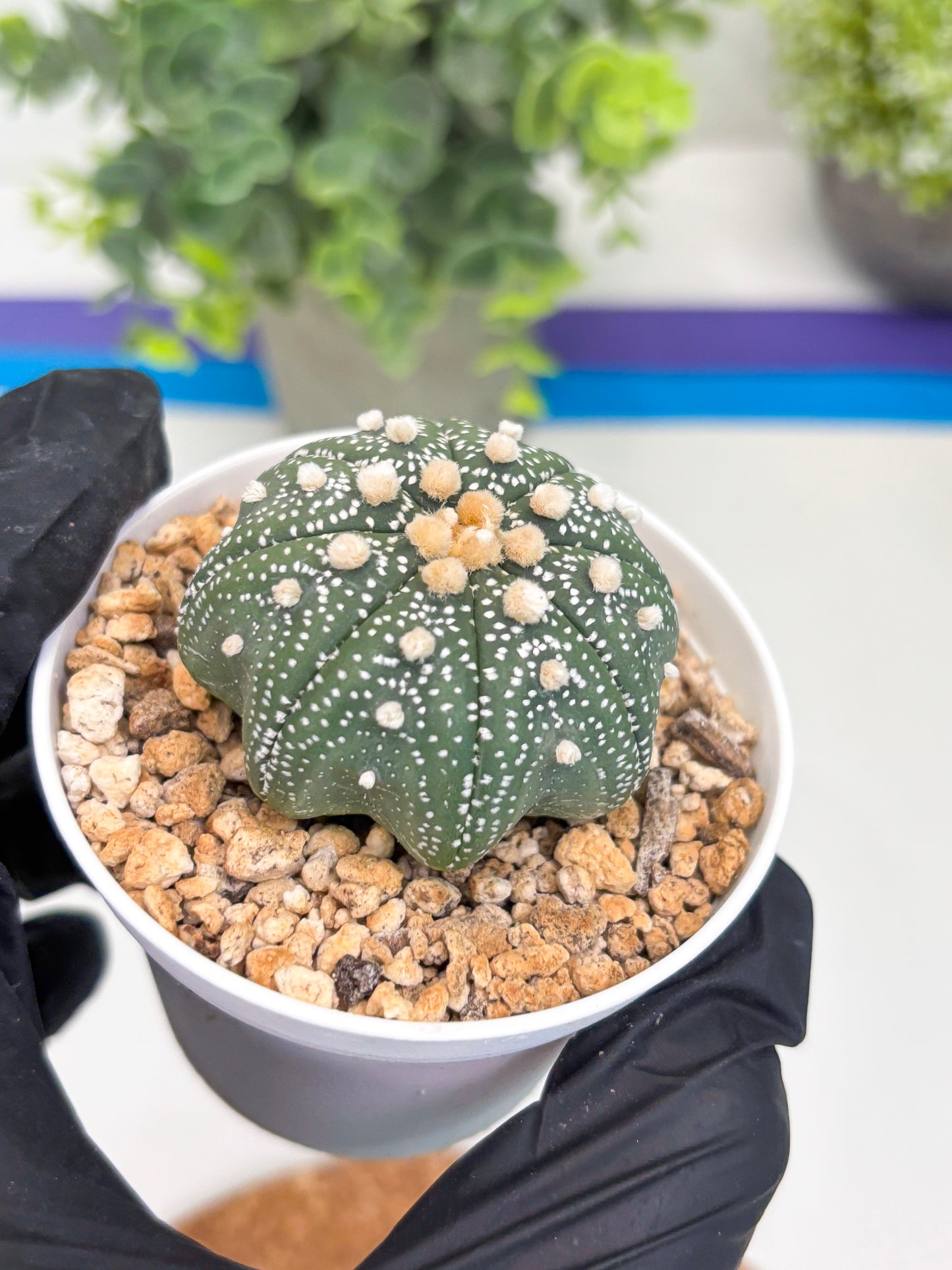 Astrophytum Star Shape (t3) (r1) | 3" Pot