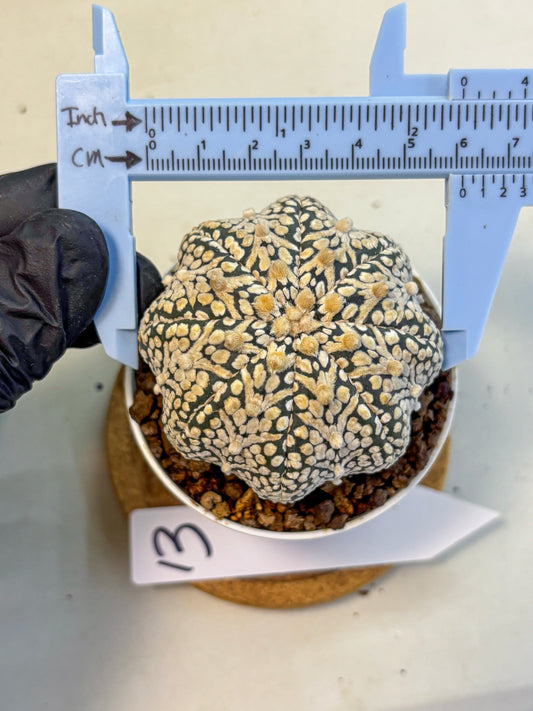Astrophytum V Type (at5) (13) |  Sea urchin cactus