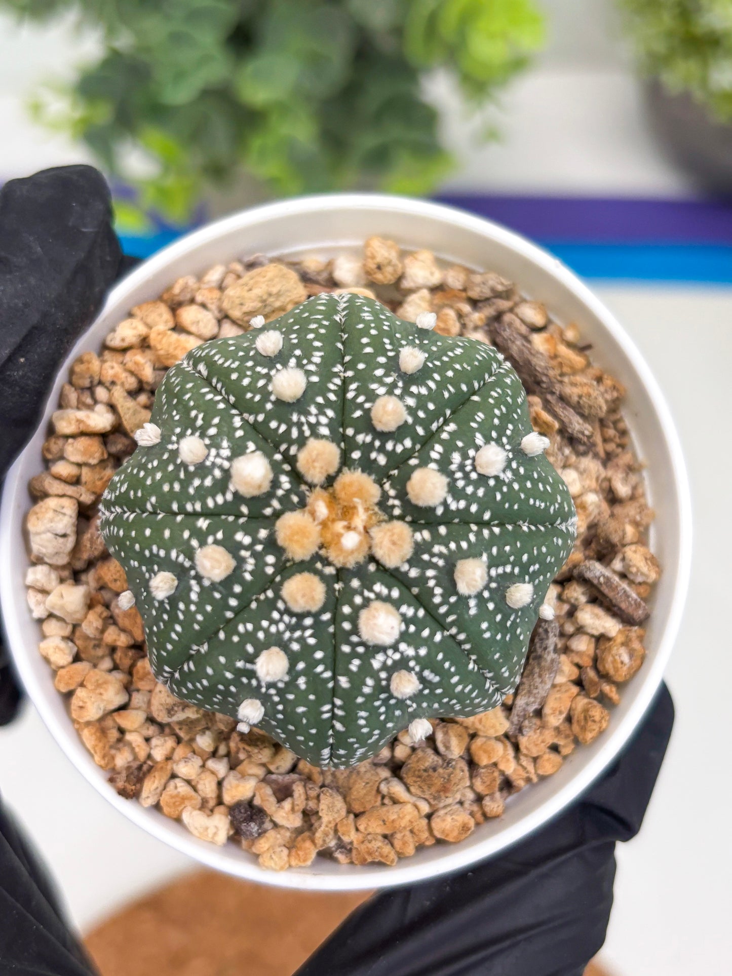 Astrophytum Star Shape (t3) (r1) | 3" Pot