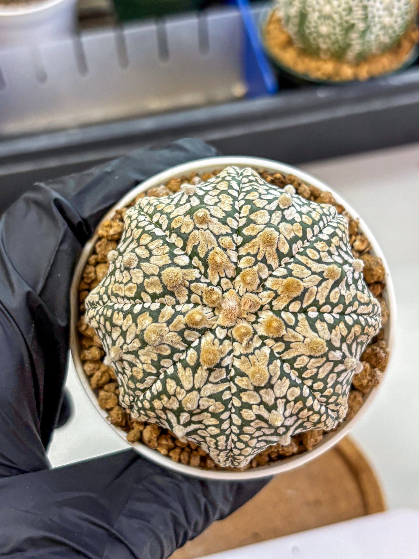 Astrophytum V Type (at2) (13) | Live Plant | Rare Collection