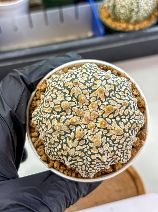 Astrophytum V Type (at2) (13) | Live Plant | Rare Collection