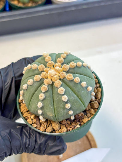 Astrophytum Oobito Nudum (at9) (13) | Cactus Plant