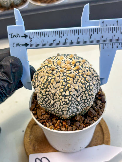 Astrophytum V Type (at5) (13) |  Sea urchin cactus