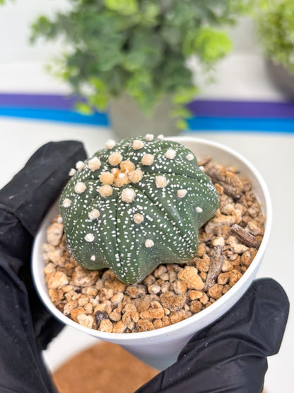Astrophytum Star Shape (t3) (r1) | 3" Pot