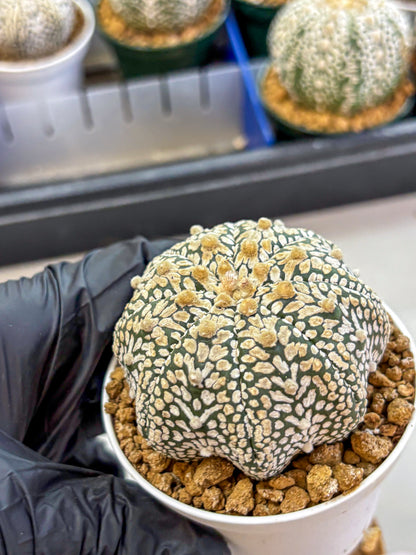 Astrophytum V Type (at2) (13) | Live Plant | Rare Collection