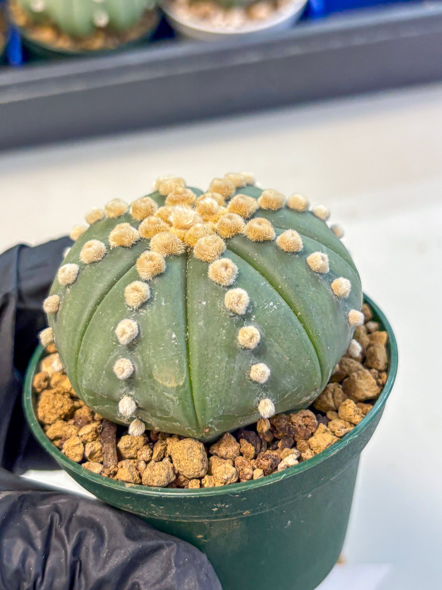 Astrophytum Oobito Nudum (at9) (13) | Cactus Plant