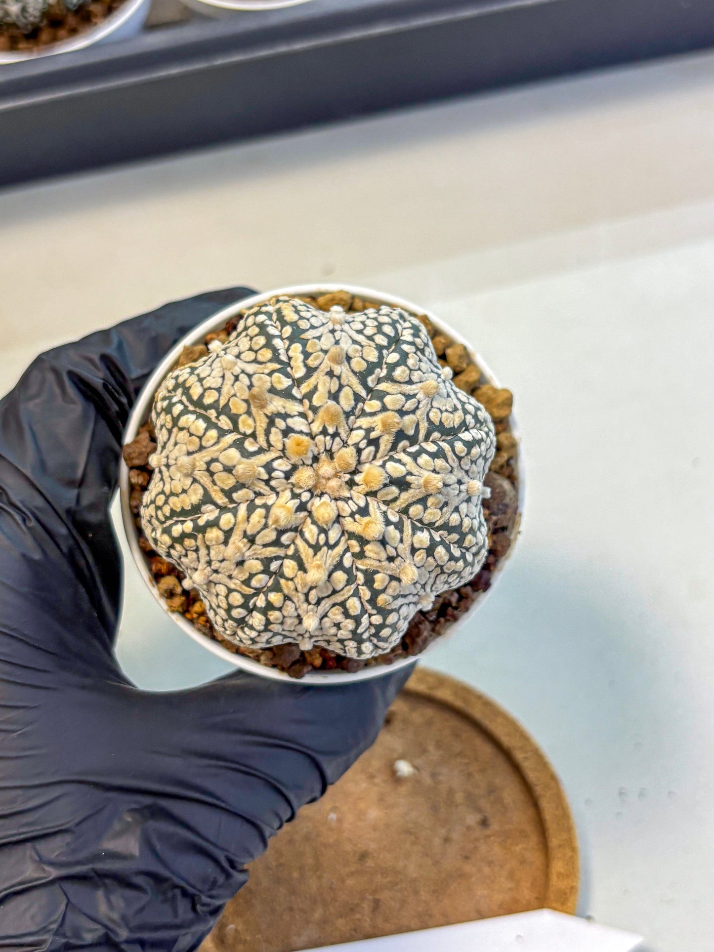 Astrophytum V Type (at5) (13) |  Sea urchin cactus