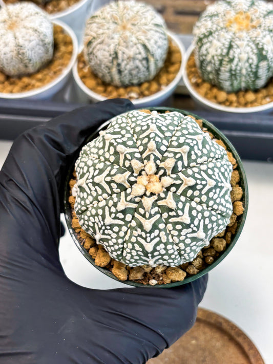 Astrophytum V-Type (at5) (y4) | Rare imported Plant