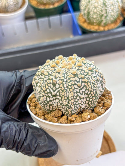 Astrophytum V Type (at2) (13) | Live Plant | Rare Collection