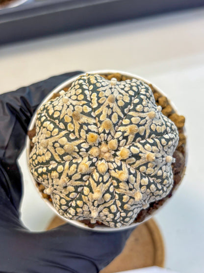 Astrophytum V Type (at5) (13) |  Sea urchin cactus