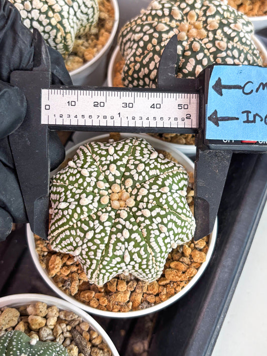 Astrophytum Star Shape (t3) (r2) | 3" Pot