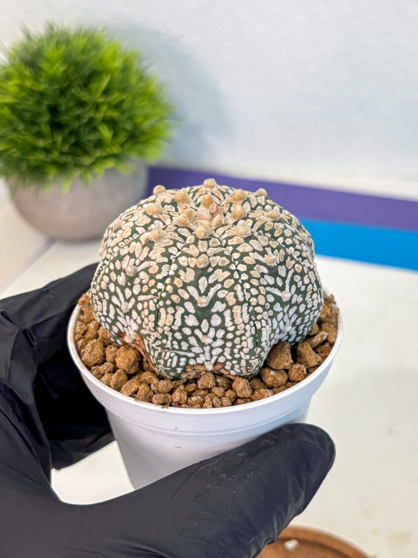 Astrophytum V Type (at2) (13) | Live Plant | Rare Collection