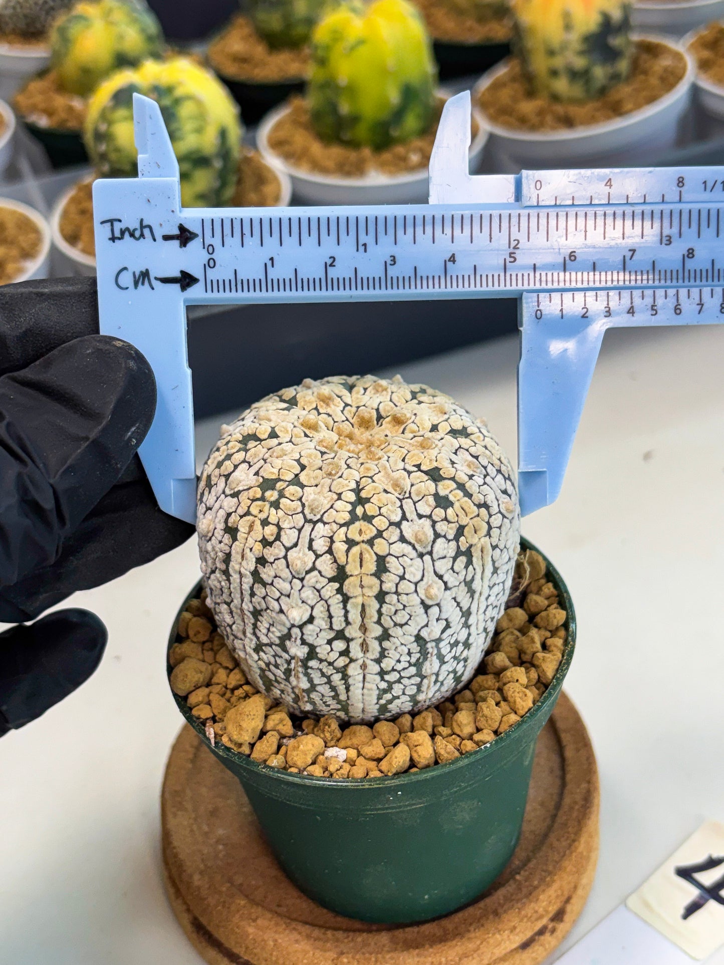 Astrophytum V-Type (at1) (p4) | Imported Cactus