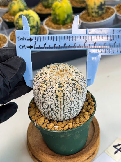 Astrophytum V-Type (at1) (p4) | Imported Cactus