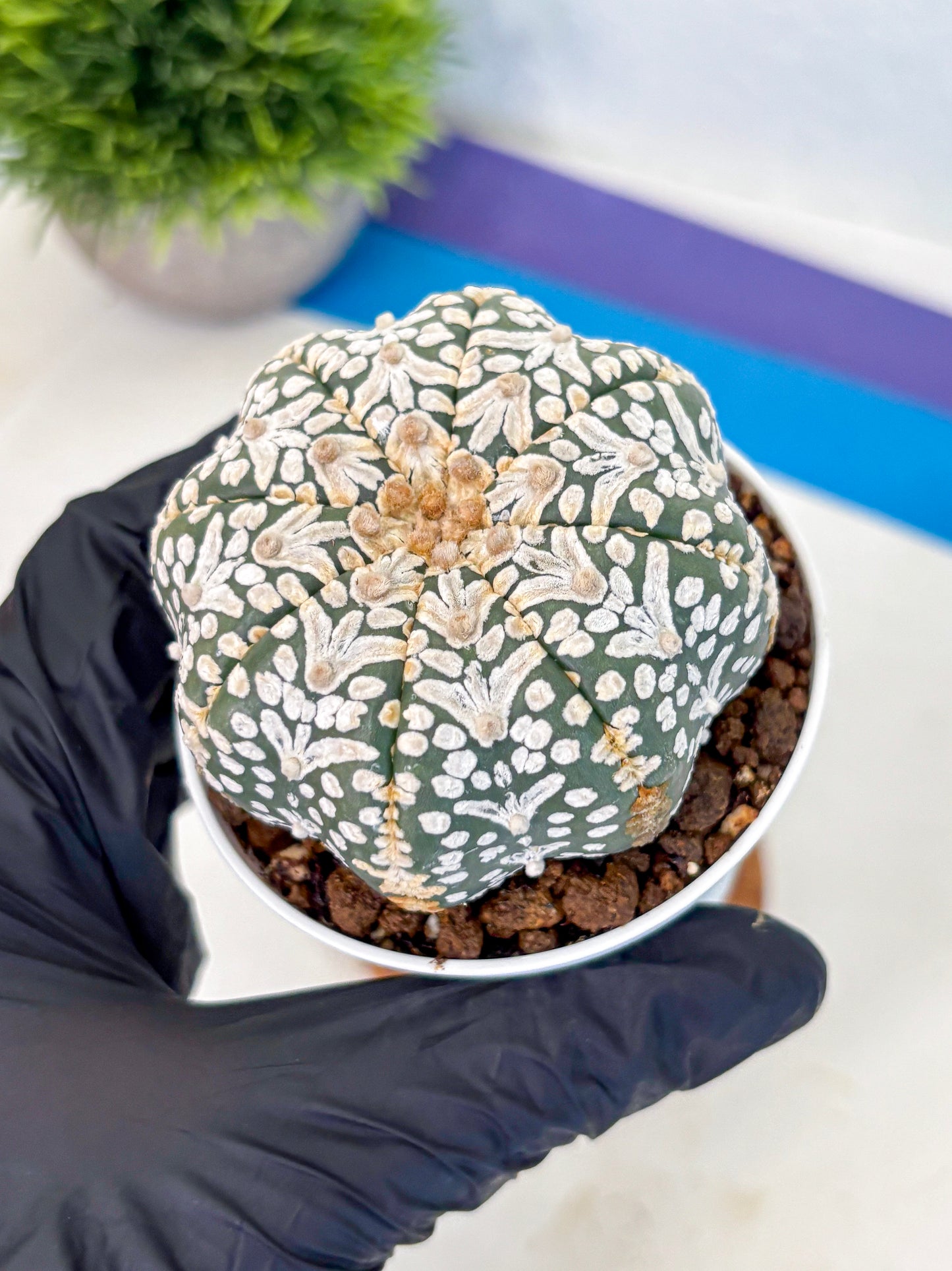 Astrophytum V Type (at5) (01) |  Sea urchin cactus