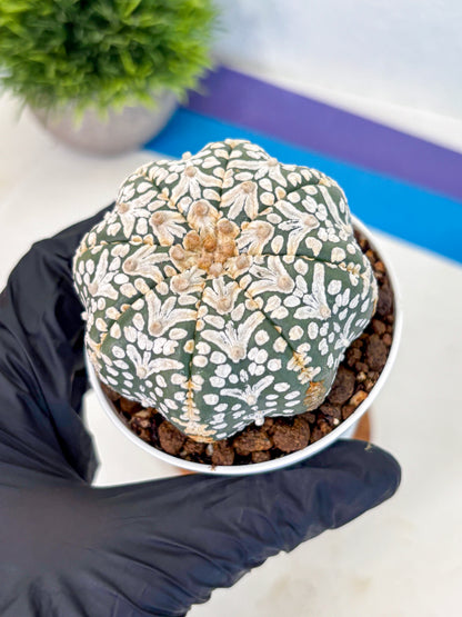 Astrophytum V Type (at5) (01) |  Sea urchin cactus