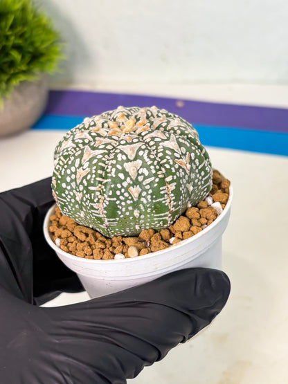 Astrophytum V-Type (at5) (p1) | Rare imported Plant