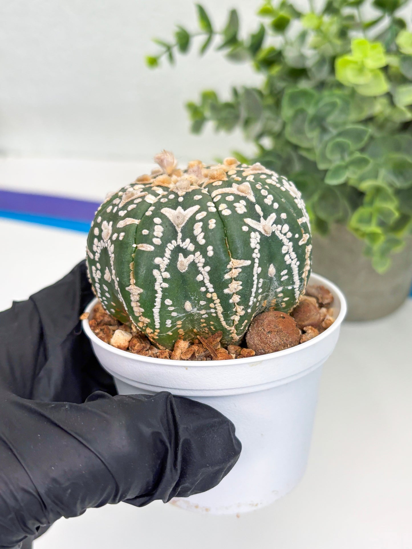 Astrophytum Super Kabuto V Type (T4) (b1) | Las Vegas Seller