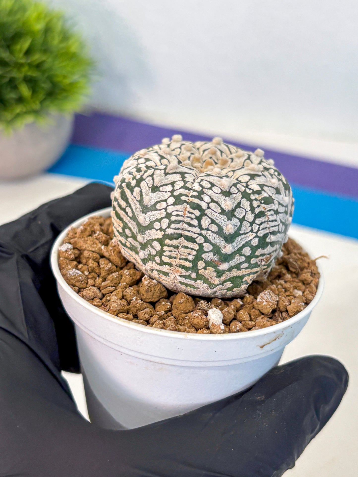 Astrophytum V Type (at2) (01) | Live Plant | Rare Collection