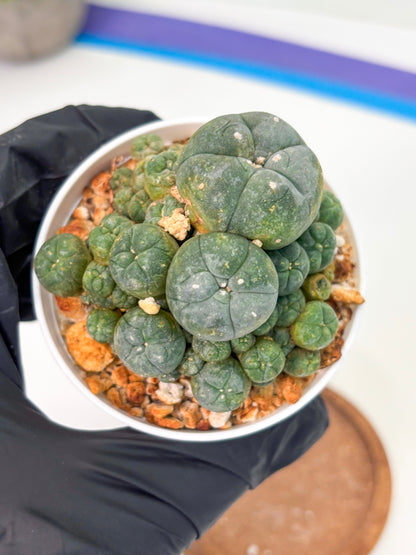 Spineless Cactus (Lo1) (p2) | For Advanced Growers