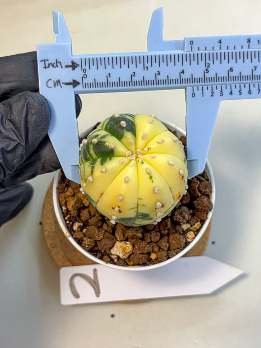 Astrophytum Variegated (at9) (02) | Rare Plant | Live Cactus