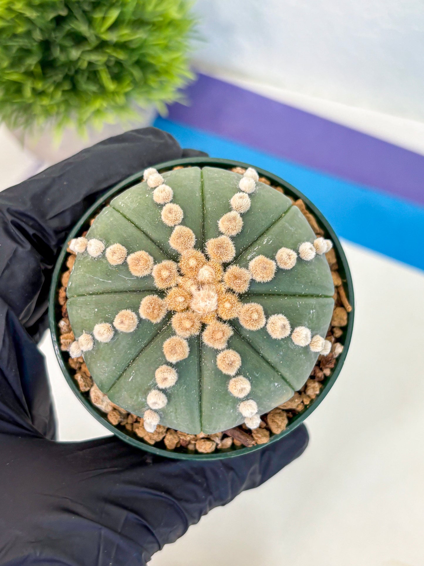 Astrophytum Oobito Nudum (at9) (13) | Cactus Plant