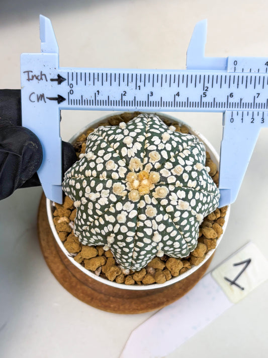 Astrophytum Star Shape (at2) (g1) | Japanese Import