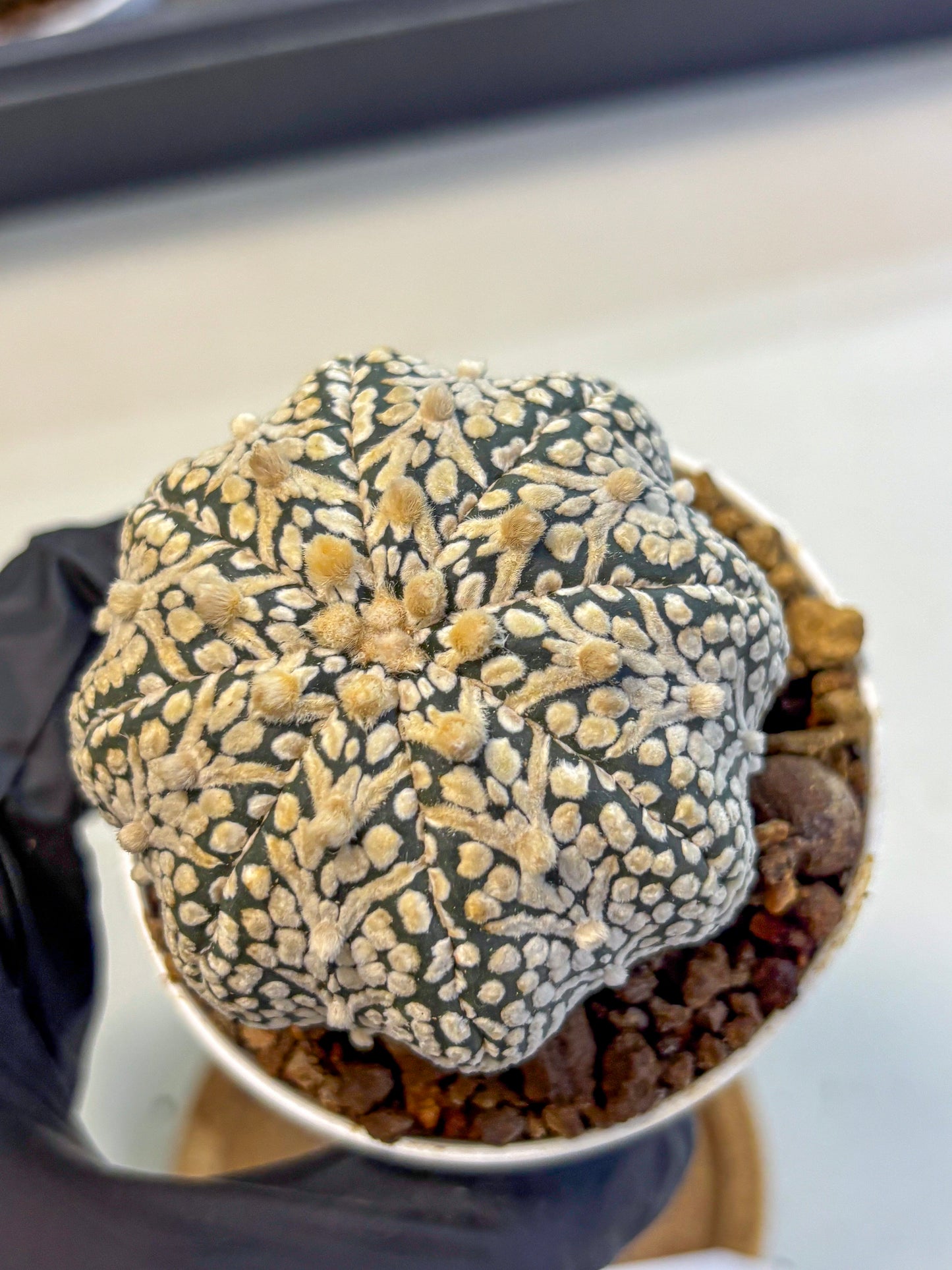 Astrophytum V Type (at5) (13) |  Sea urchin cactus