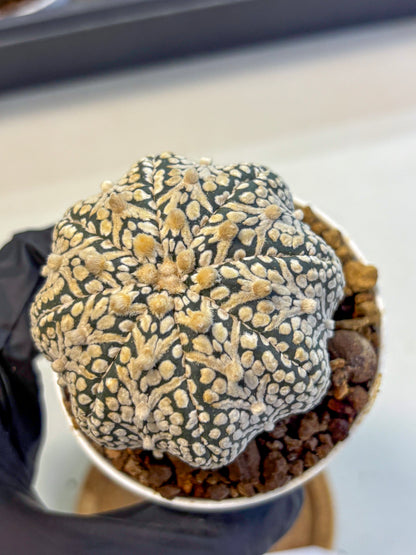 Astrophytum V Type (at5) (13) |  Sea urchin cactus