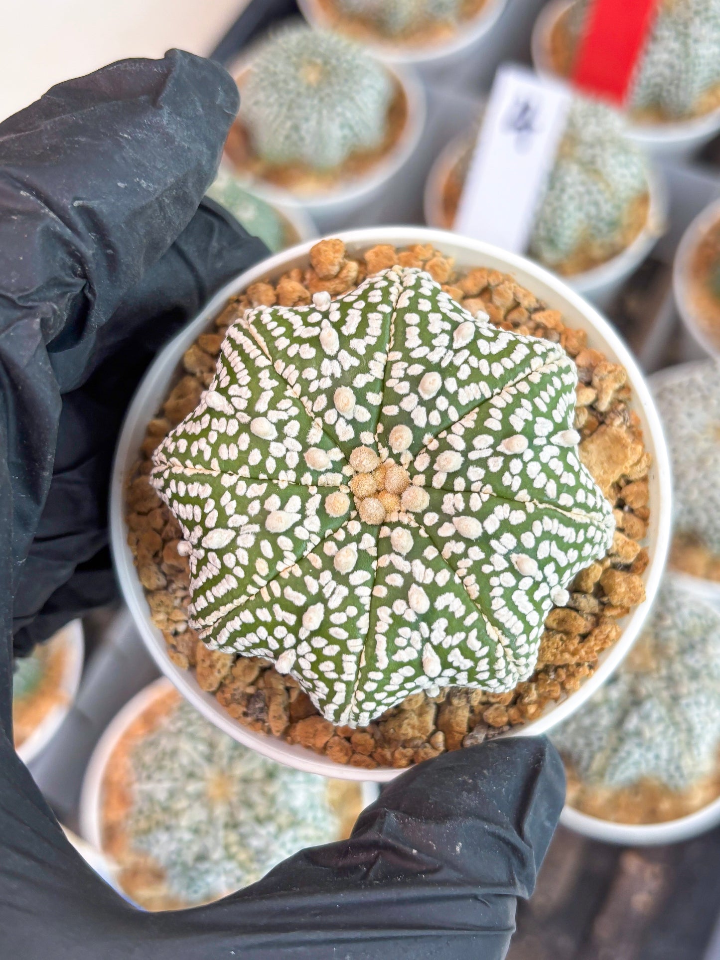 Astrophytum Star Shape (t3) (r2) | 3" Pot