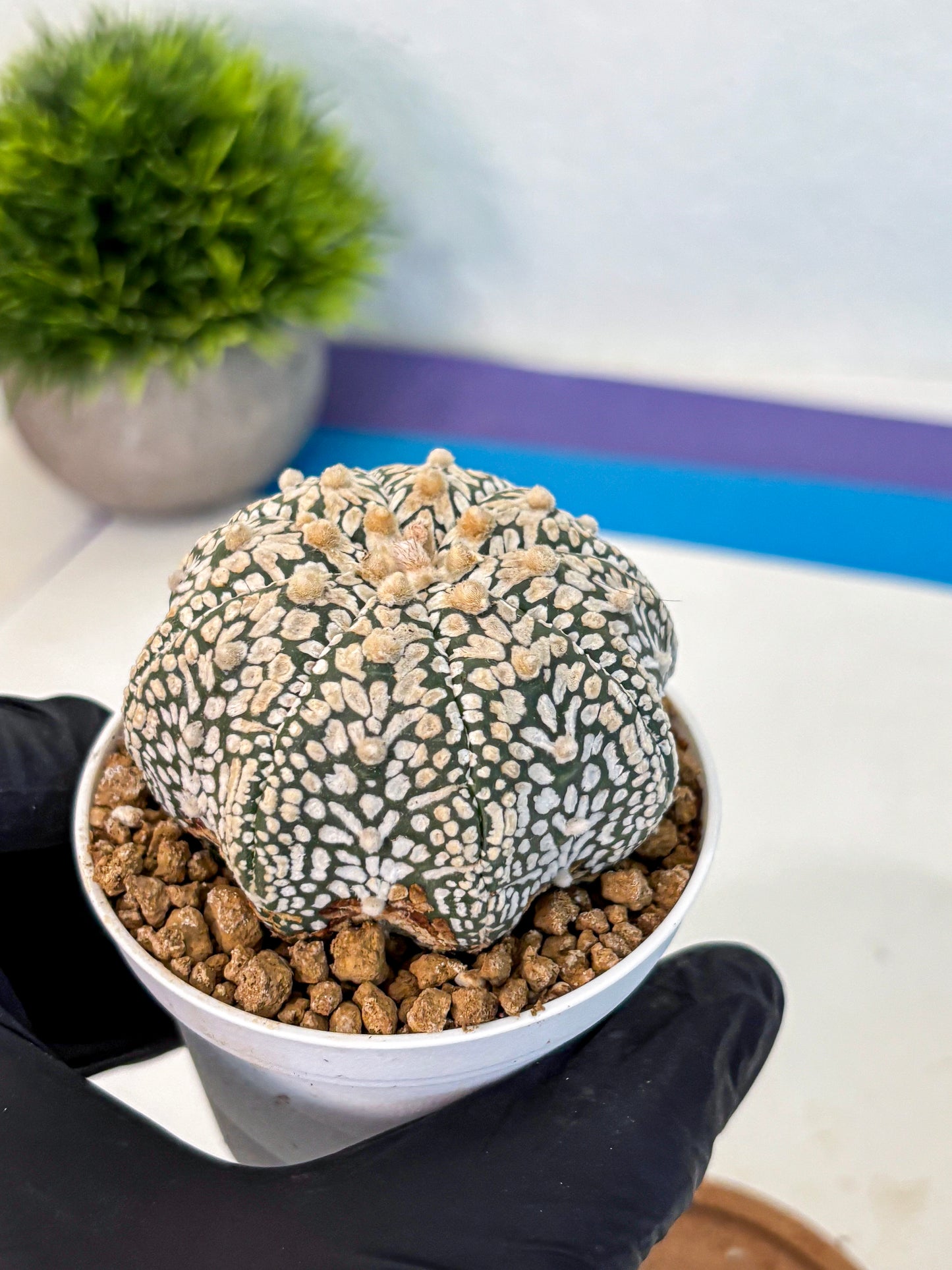 Astrophytum V Type (at2) (13) | Live Plant | Rare Collection