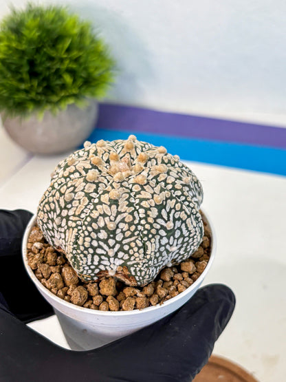 Astrophytum V Type (at2) (13) | Live Plant | Rare Collection