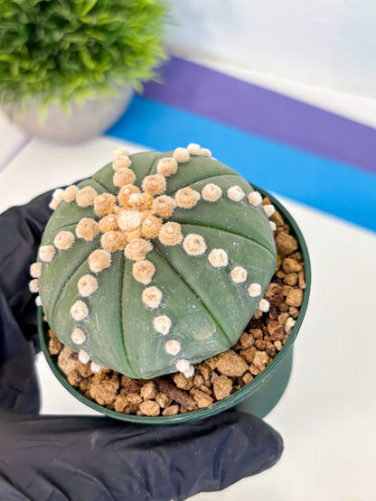 Astrophytum Oobito Nudum (at9) (13) | Cactus Plant