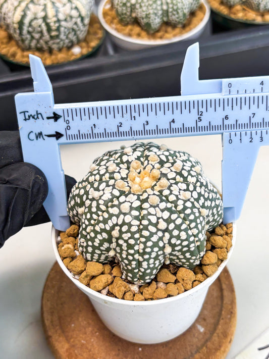 Astrophytum Star Shape (at2) (g1) | Japanese Import