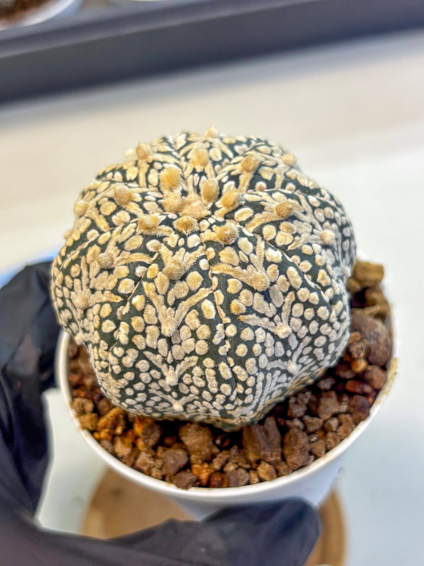 Astrophytum V Type (at5) (13) |  Sea urchin cactus