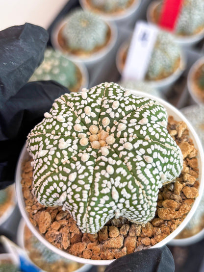 Astrophytum Star Shape (t3) (r2) | 3" Pot