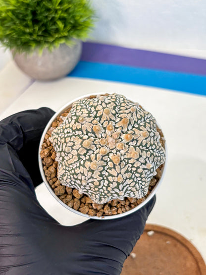 Astrophytum V Type (at2) (13) | Live Plant | Rare Collection
