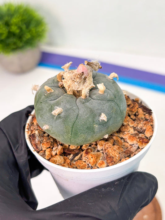 Spineless Cactus (Lo1) (b7) | For Advanced Growers