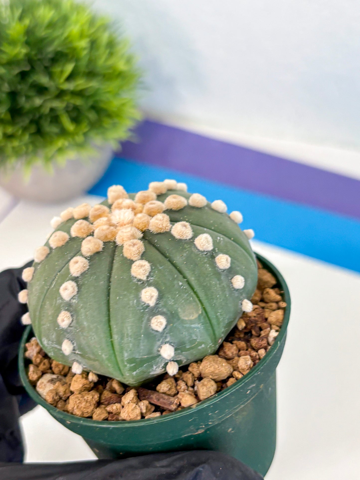 Astrophytum Oobito Nudum (at9) (13) | Cactus Plant