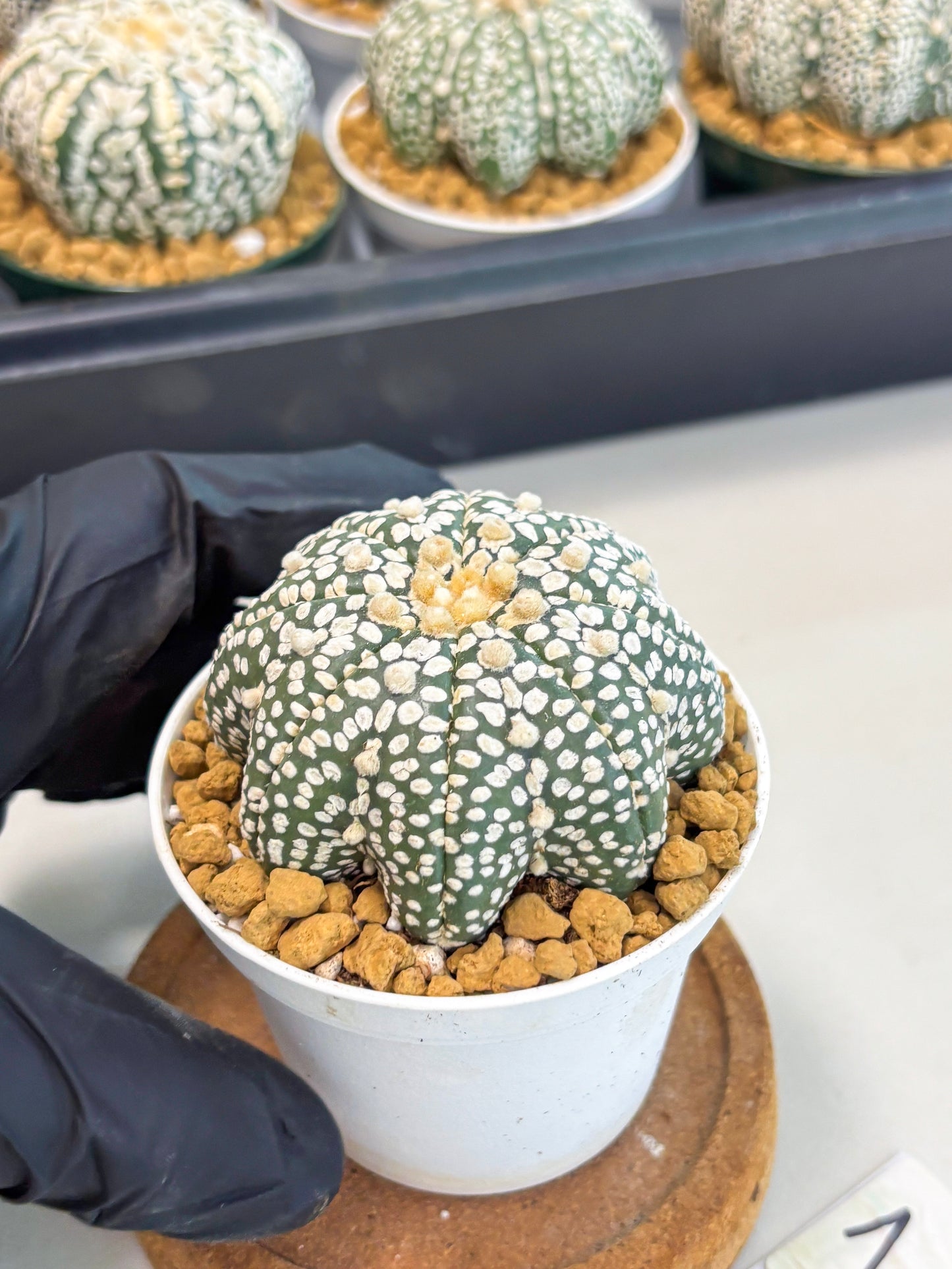 Astrophytum Star Shape (at2) (g1) | Japanese Import