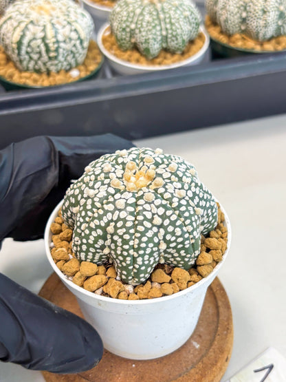 Astrophytum Star Shape (at2) (g1) | Japanese Import