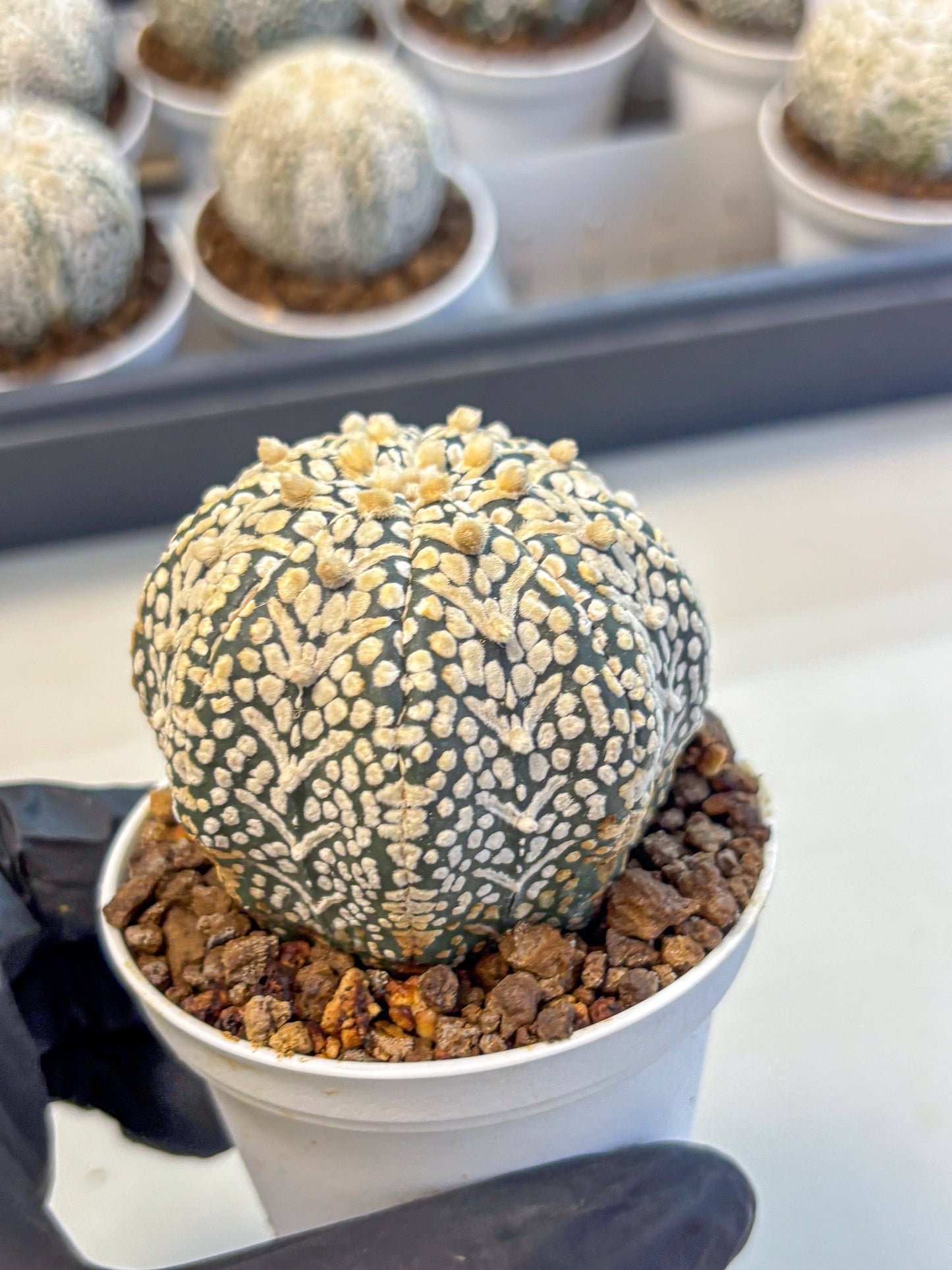 Astrophytum V Type (at5) (13) |  Sea urchin cactus