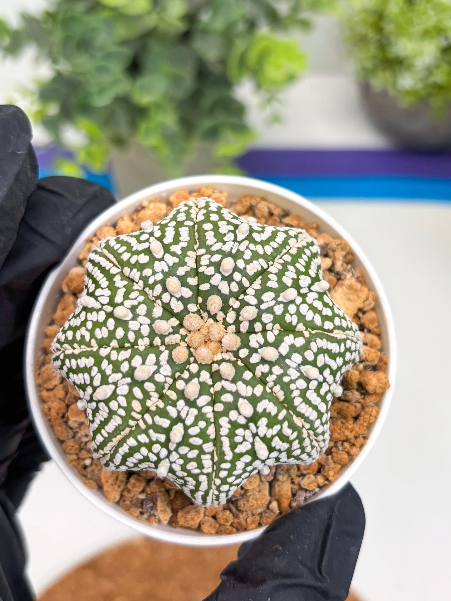 Astrophytum Star Shape (t3) (r2) | 3" Pot