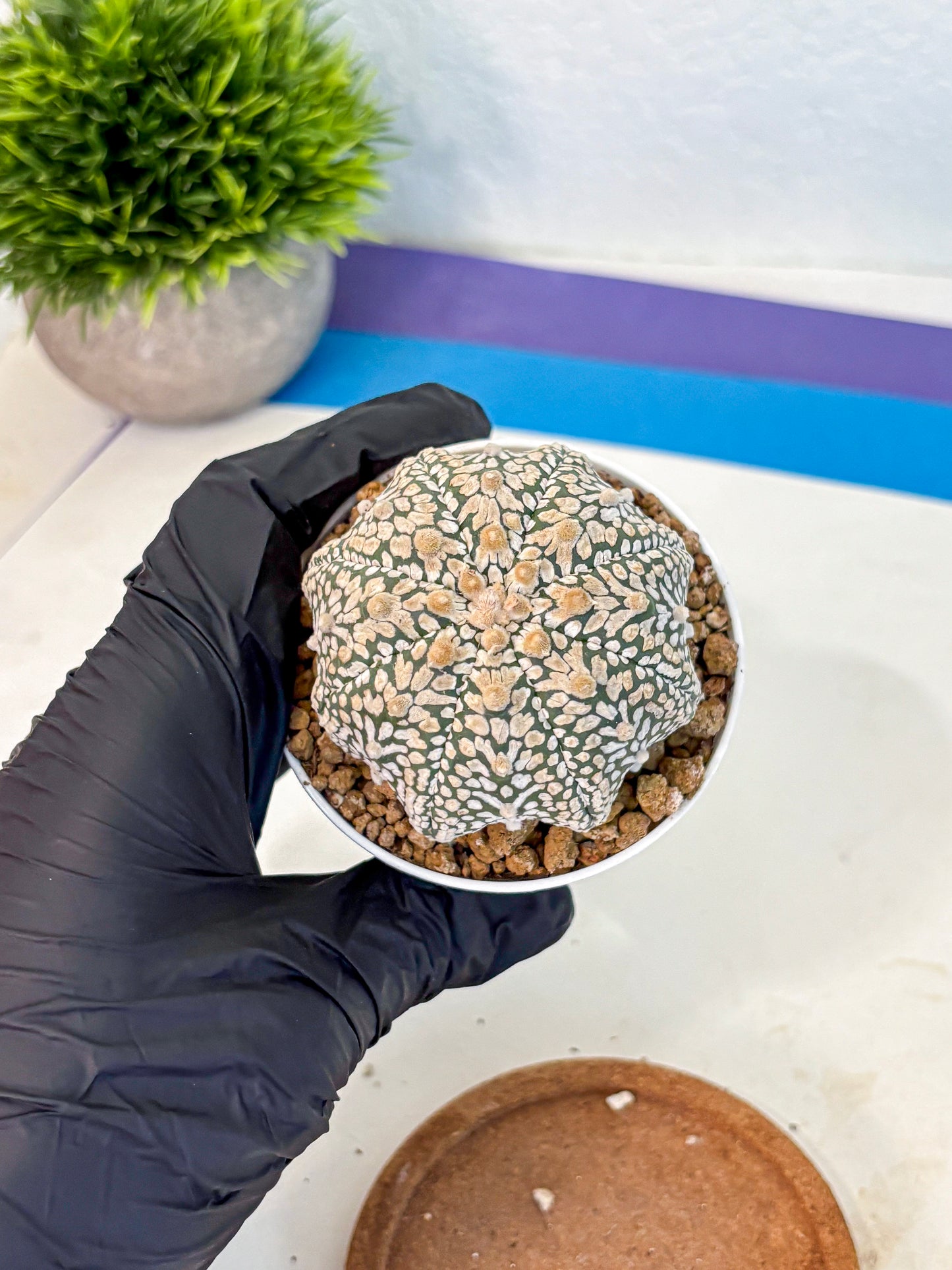 Astrophytum V Type (at2) (13) | Live Plant | Rare Collection