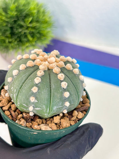 Astrophytum Oobito Nudum (at9) (13) | Cactus Plant
