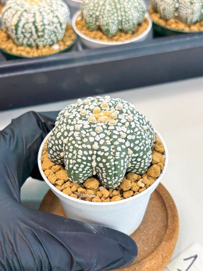 Astrophytum Star Shape (at2) (g1) | Japanese Import