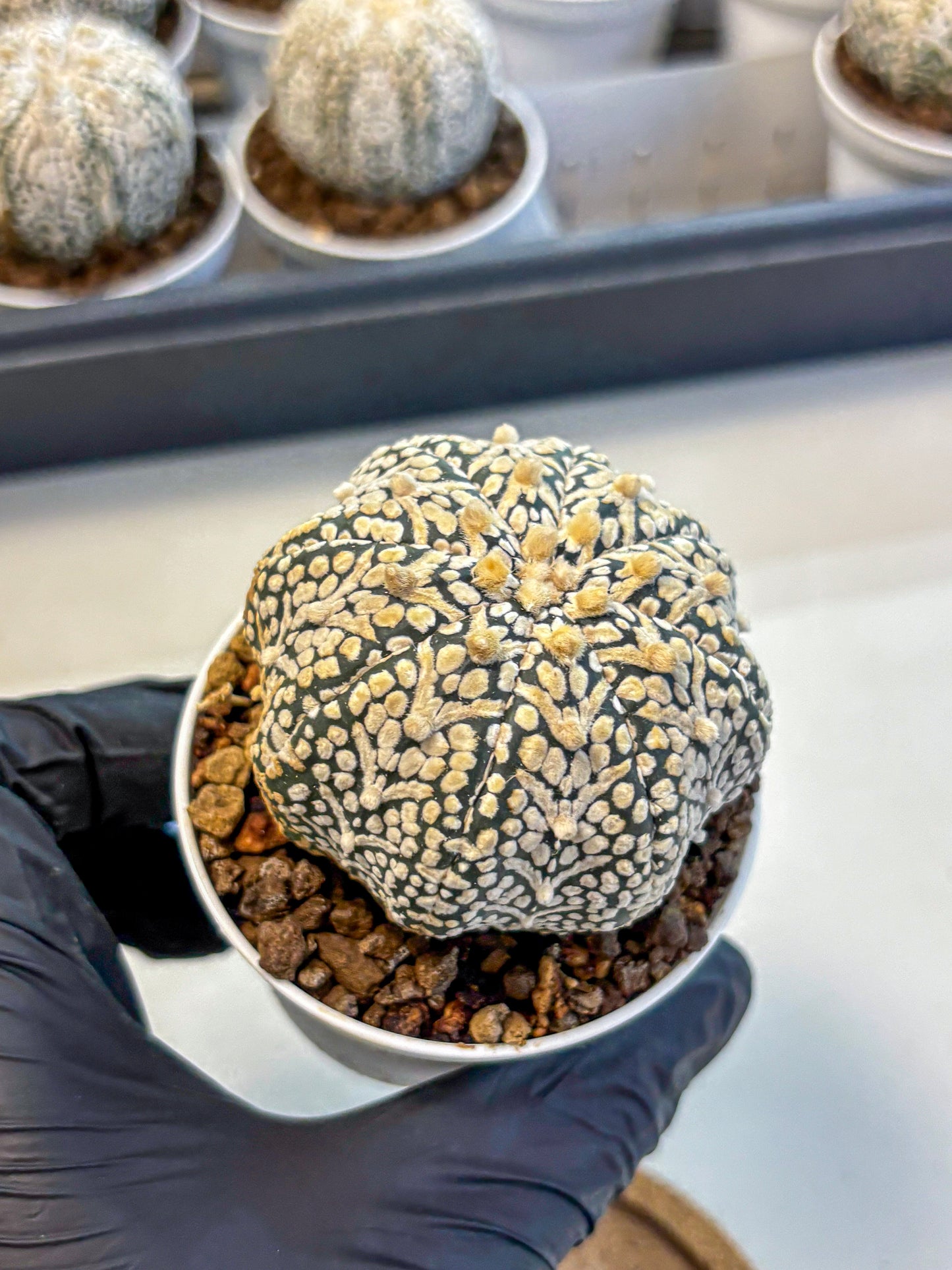 Astrophytum V Type (at5) (13) |  Sea urchin cactus