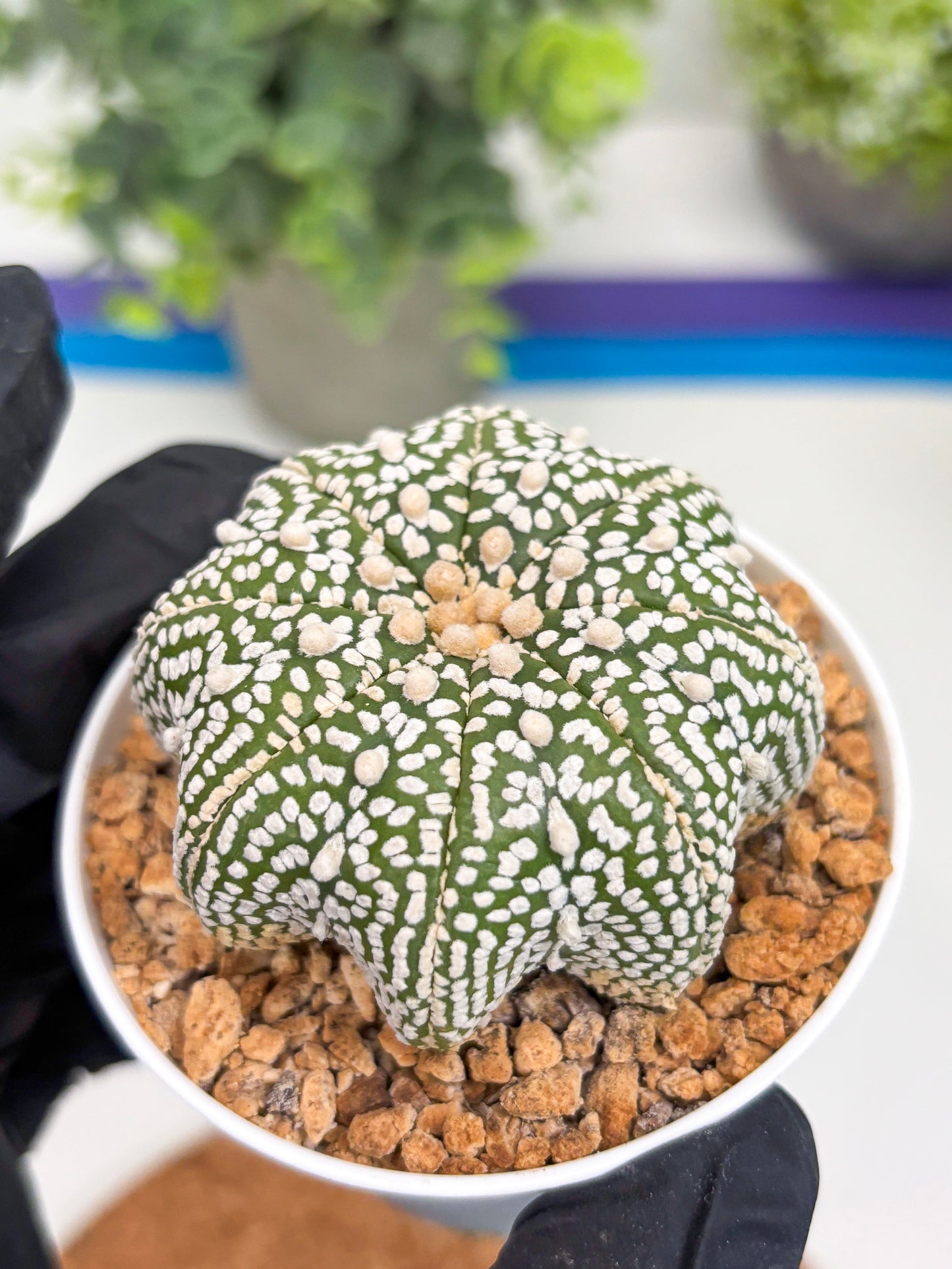 Astrophytum Star Shape (t3) (r2) | 3" Pot